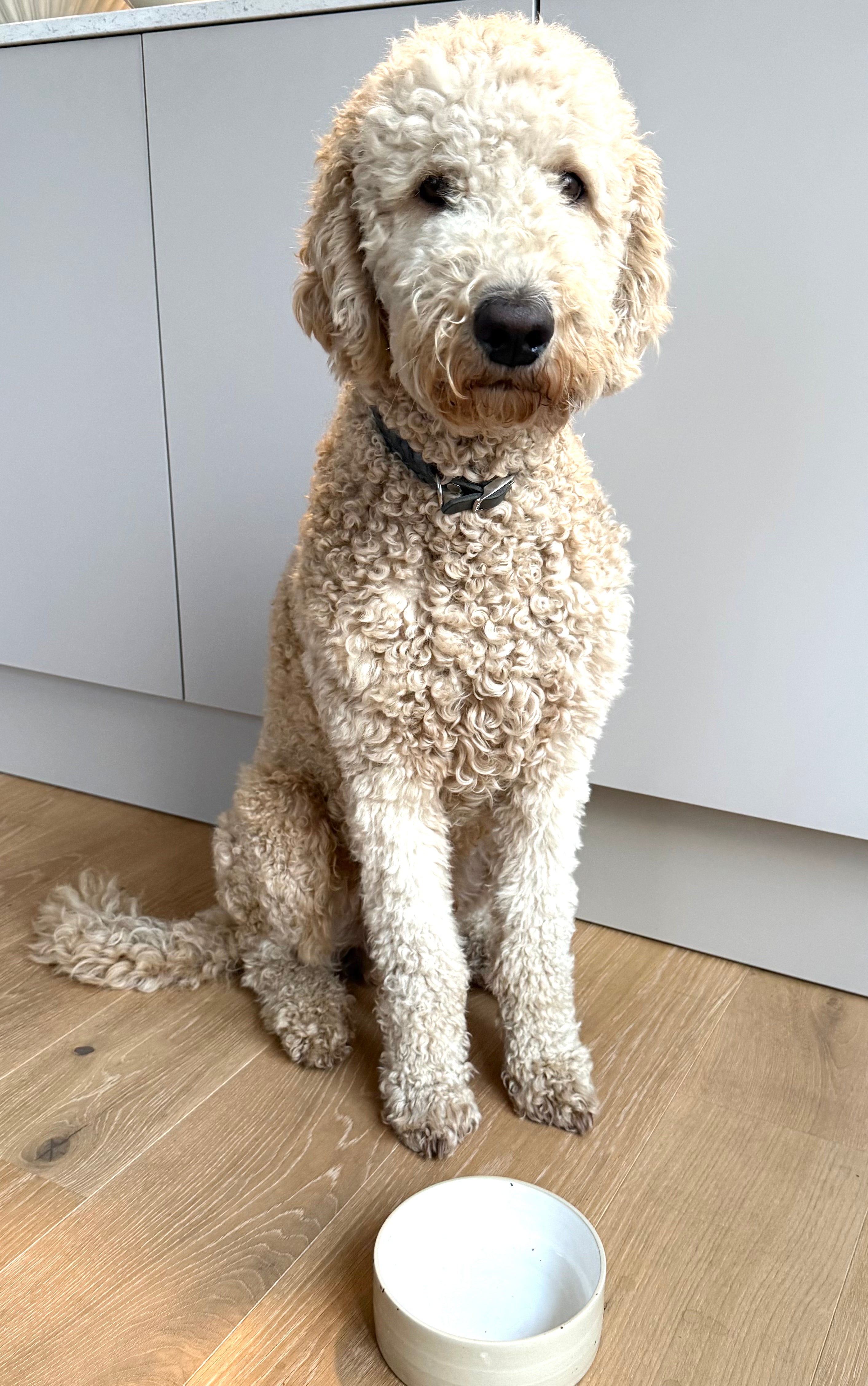 13.03. Happy Paws - Töpfern für Hunde!