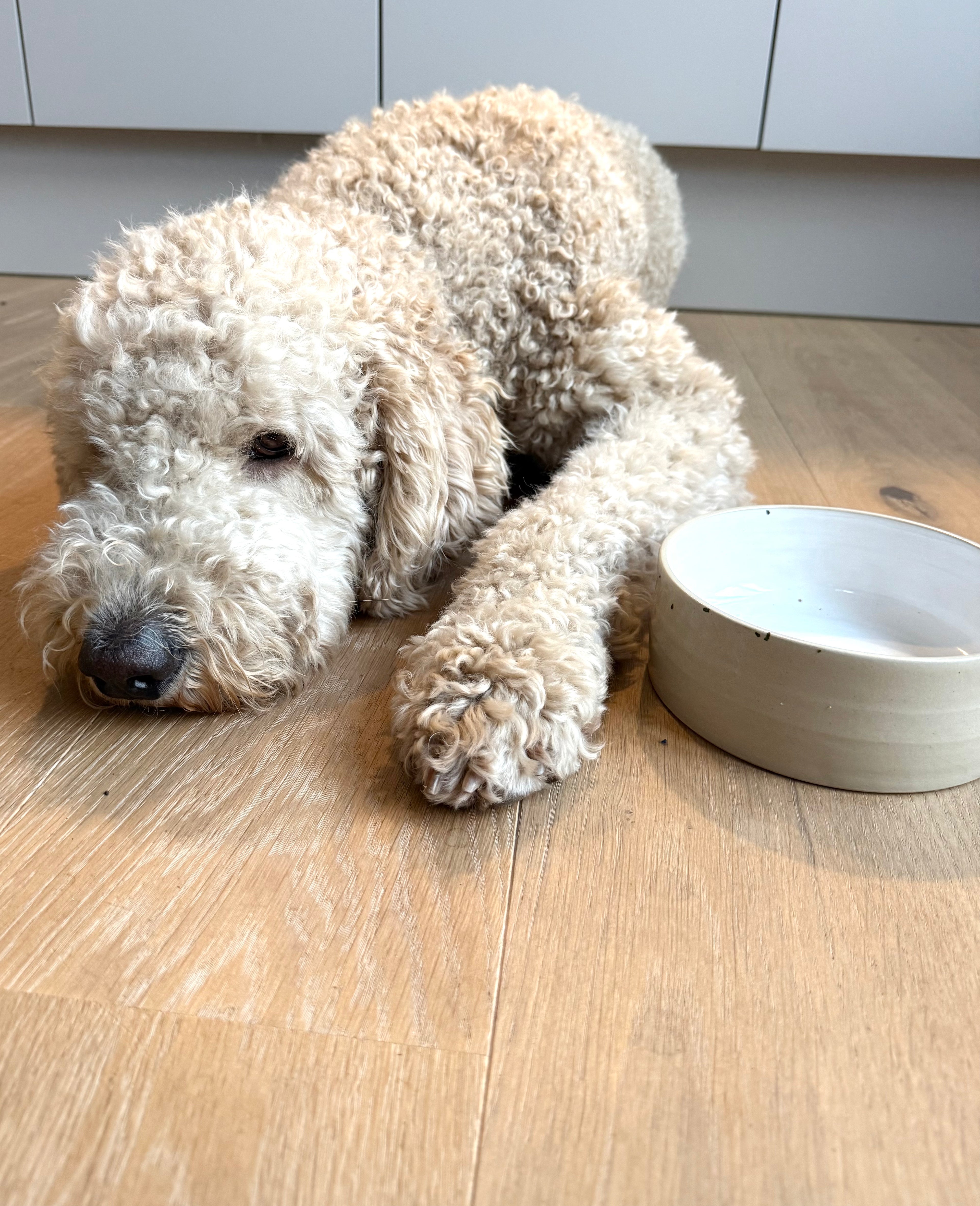 13.03. Happy Paws - Töpfern für Hunde!